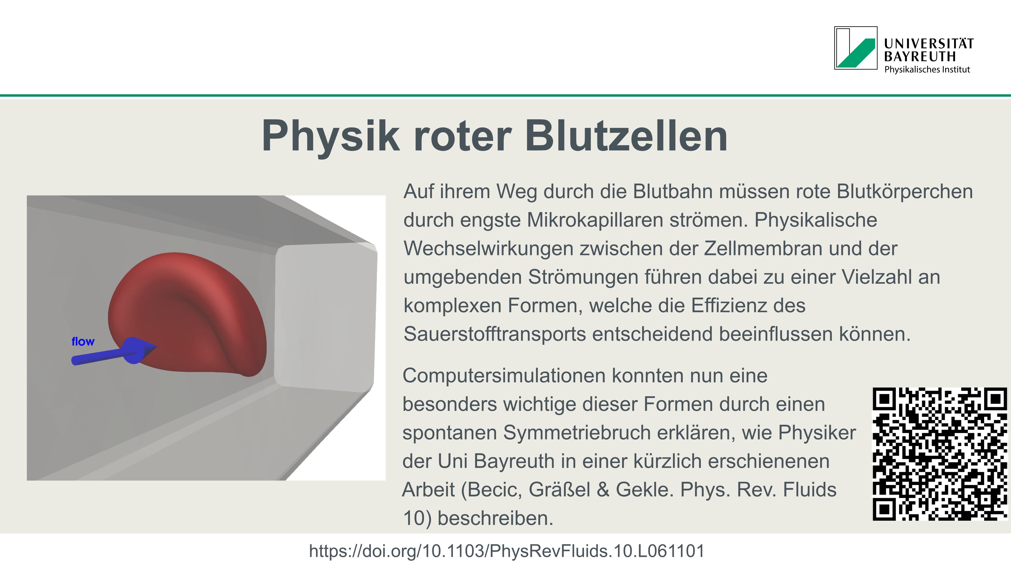 Physik roter Blutzellen